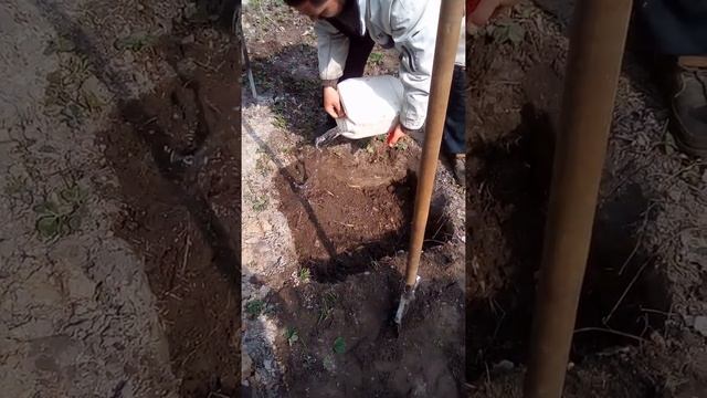 Посадка винограда "Виктор" и "Супер экстра" в посадочные ямы. Часть 2 смотреть онлайн
