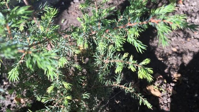 Паутинный клещ на хвойных ? деревьях.\Spider mite on conifer ? trees. смотреть онлайн