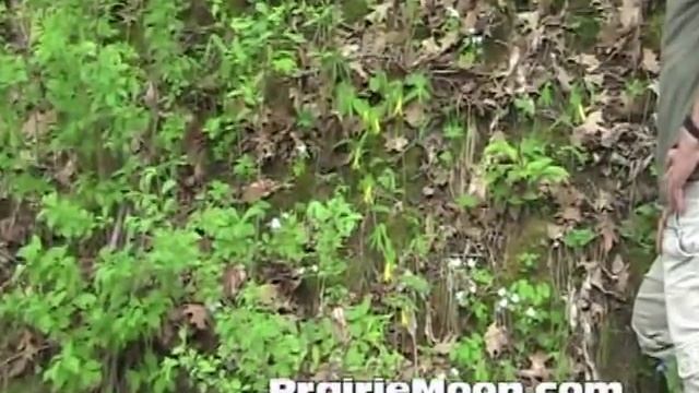 Bellwort Uvularia Grandiflora