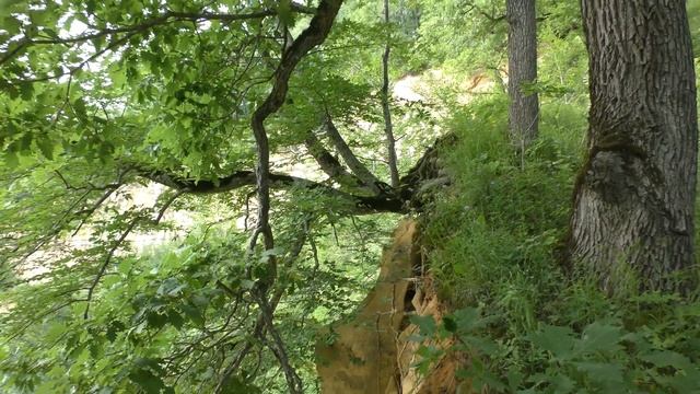 ГРИБНЫЕ ВЕСТИ 21 июня 2023 года. Сбор белых грибов и лисичек. смотреть онлайн