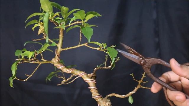White ficus Bonsai смотреть онлайн