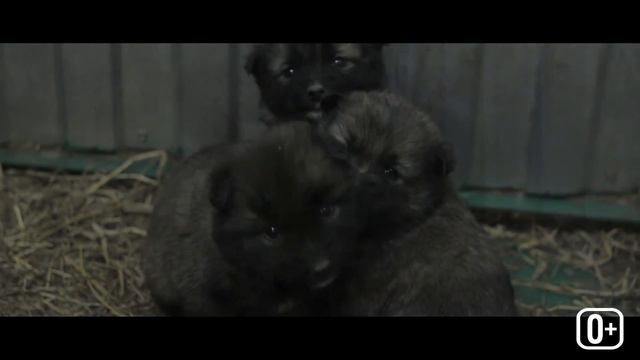 Пункт передержки животных города Якутска смотреть онлайн