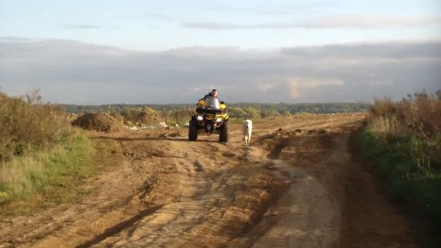 Приучение собаки к бегу за квадроциклом. http://www.dogclass.ru/ смотреть онлайн