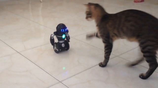 CAT vs. ROBOT Star Wars edition смотреть онлайн