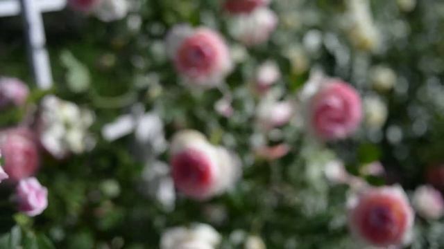 Пьер де Ронсар роза смотреть онлайн