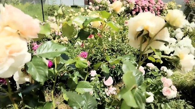 Розы?Janet,Charles Darwin,The Wedgwood Rose и другие? смотреть онлайн