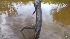 РЫБАЛКА КАСТИНГОВОЙ СЕТЬЮ на РЕКЕ ЧУЛЫМ...РЫБАЛКА НАКИДКОЙ  В СИБИРИ...