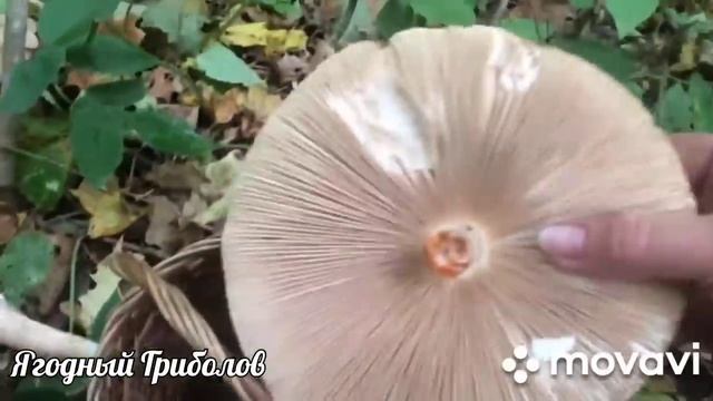 ❗Я их всё таки нашла ? По грибы 10.10.2023 г. Курская область❗ смотреть онлайн