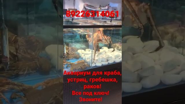 Аквариум для краба передержка узв для морепродуктов. Аквариумы для Устриц, гребешка, ежа, мидий! смотреть онлайн