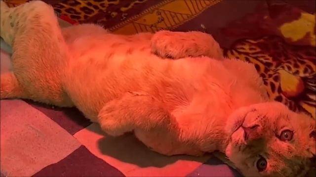 Песенка из детского сада для львички Ассады смотреть онлайн