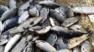 Рыбалка на Байкале. Сазан!!!