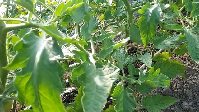 2 мая 2018г.Обзор томатов GT-1,Цетус,Малинка Стар. смотреть онлайн