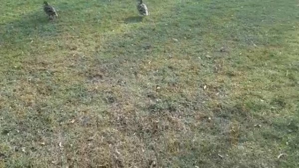 УЛЬМ,ПРИРОДА.mp4