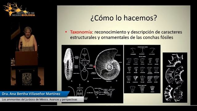 Los Ammonites Del Jurásico De México. Avances Y Perspectivas