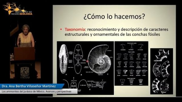 Los ammonites del Jurásico de México. Avances y perspectivas