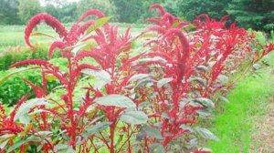 Как Выращивать  Амарант В Домашних Условиях