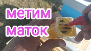 Осмотр поройков! Мечение маток! Пчеловодство!