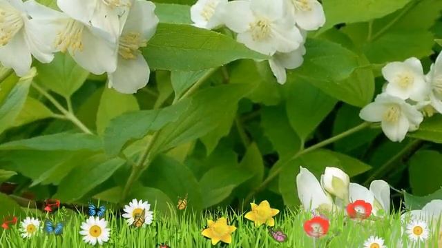 Чубушник (жасмин садовый) садовый Ауреус ? Обзор: посадка и уход. крупномеры: описание и особенност смотреть онлайн