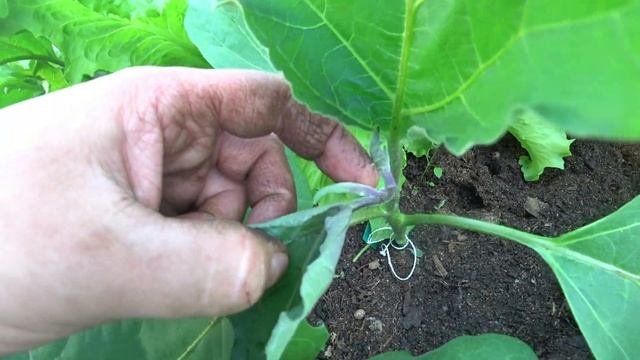 Нужно ли формировать баклажаны? смотреть онлайн