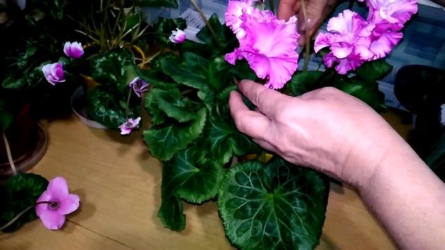 Цветение ЦИКЛАМЕНОВ Violet Flame, Flare! Двойной букет у Фантазии красной 3310 от Морель! смотреть онлайн