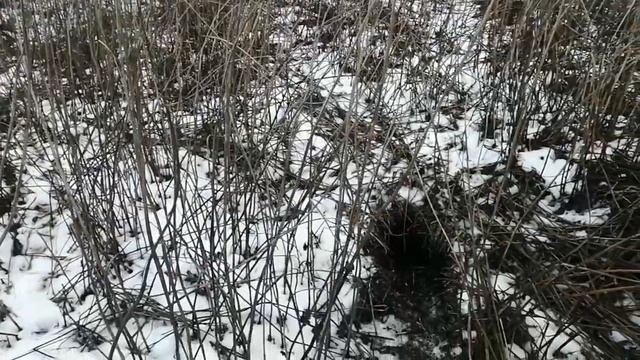 Охота на лису с норными собаками. Добыли сразу двух лис с одной норы. Two foxes in one hole смотреть онлайн