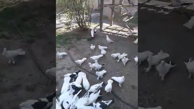 бакинские голуби г.Апшеронск Краснодарский край. Владислав 9186256579 смотреть онлайн