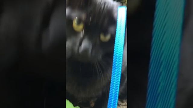 Кот первый раз оказался на улице. #кот#котэ#животные#кошки#природа#вмиреживотных#animals#cat#cool смотреть онлайн