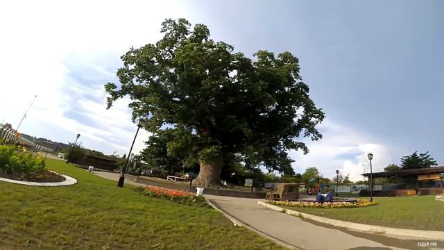 Тюльпанное дерево смотреть онлайн