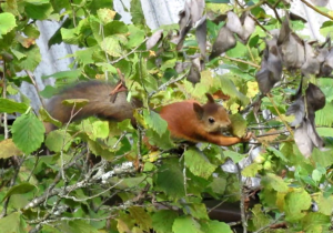 Белка крадётся за орехами