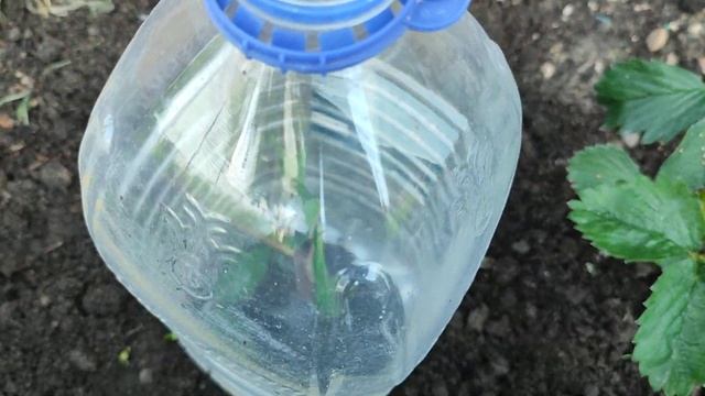 Размножаем жимолость! 100% приживаемость! смотреть онлайн