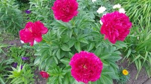 Пион Олд Фейтфул открыл свои цветы.Красавец! Июнь 2022г.