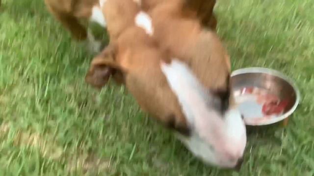 АСМР Бультерьер кушает Борщ ASMR bull terrier eating Borsh смотреть онлайн