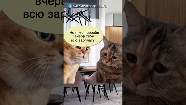 Зарплата мужа #мыкотики #разговор #анекдот #шутки #котики #юмор #смешное #прикольно #мемы #cat смотреть онлайн