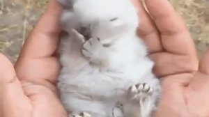 Плакали Зверушки - БАРБАРИКИ