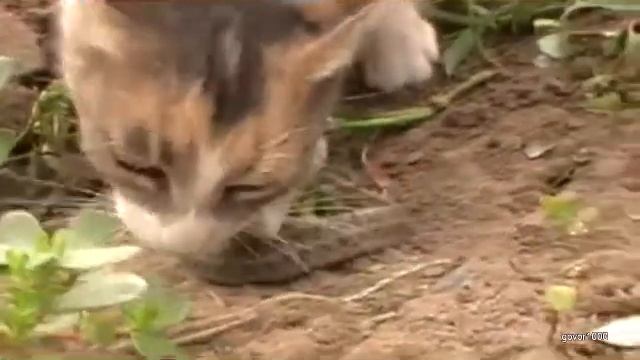 Кот ест живую змею! смотреть онлайн