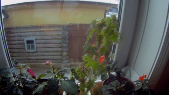 Обзор комнатных растений в январе 2020 года и перестановка смотреть онлайн