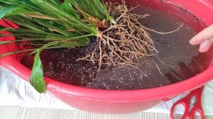 Женское счастье (спатифиллум) пересадка с промыванием корней