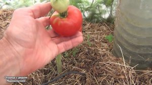 ТОМАТ КОЛХОЗНАЯ КОРОЛЕВА. Обзор сорта, личный опыт.