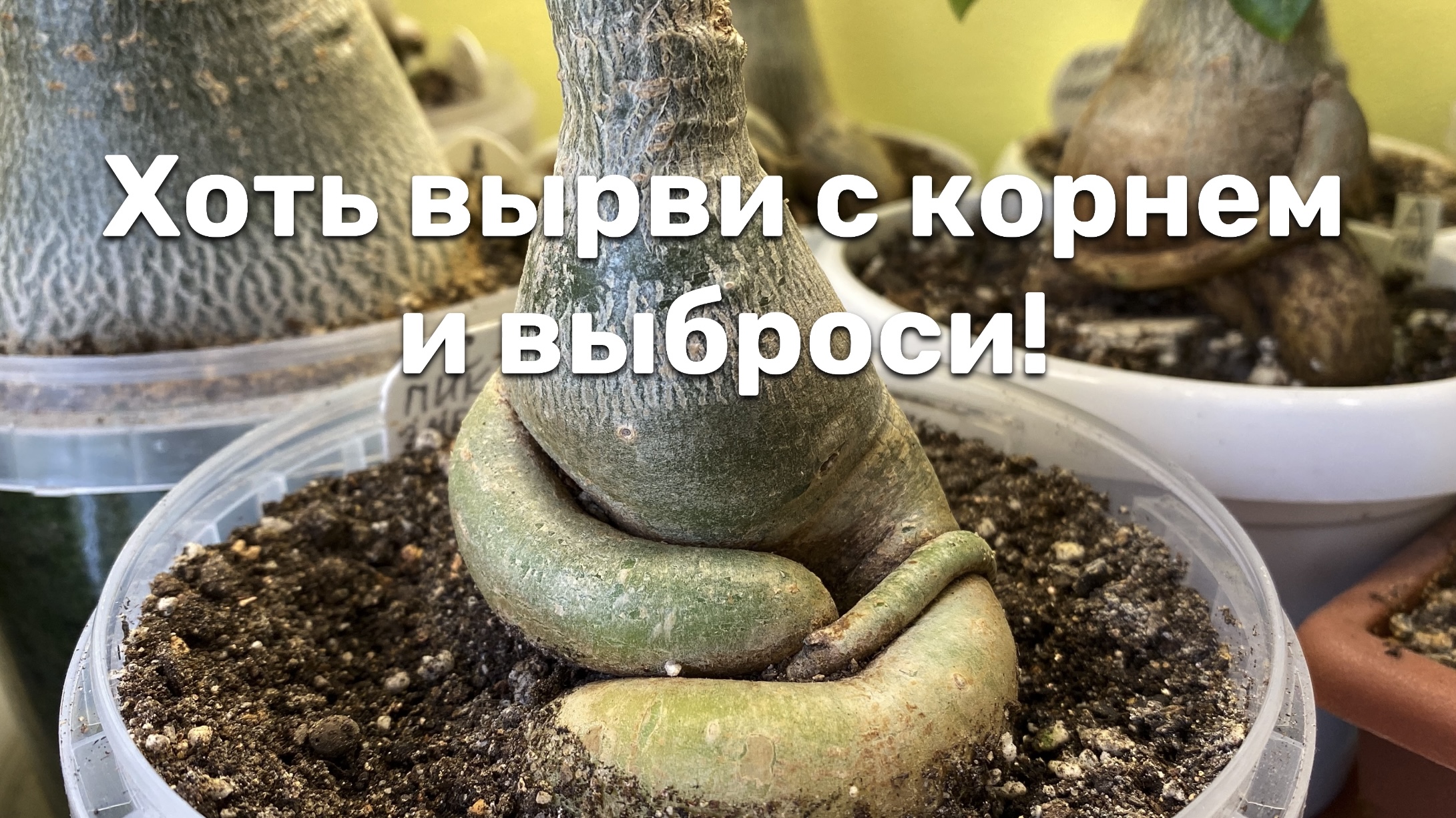 Опустились руки! Ничего не могу с ними поделать. Только вырвать с корнем и выбросить! 14 мая 2024 г. смотреть онлайн