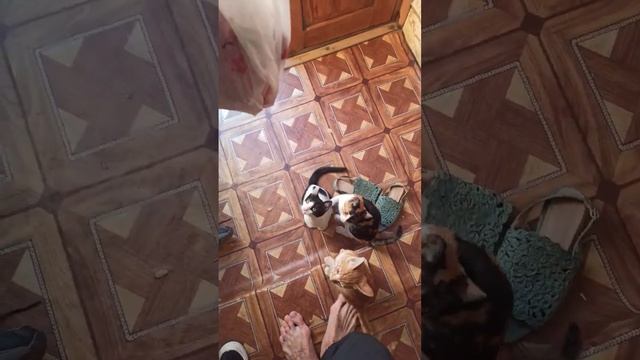 животные, смешные коты, приколы с животными, дикие животные, funny animals, дикая природа, коты смотреть онлайн