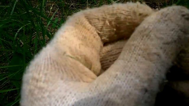 Хабарный луг! Пятак Екатерины и не только. Коп с теркой 705 смотреть онлайн