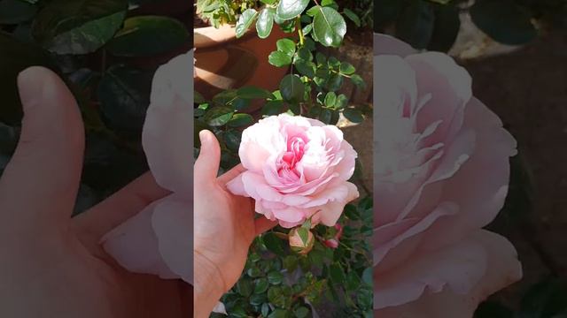 Новые покупки ...розы кордес. смотреть онлайн