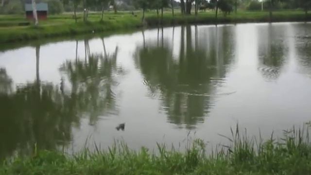 25 06 Песочный водоём ловля карпа смотреть онлайн
