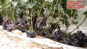 Виноград АЛВИКА - один из самых огромных великанов в питомнике. Вкусная, крупная, удивляет.