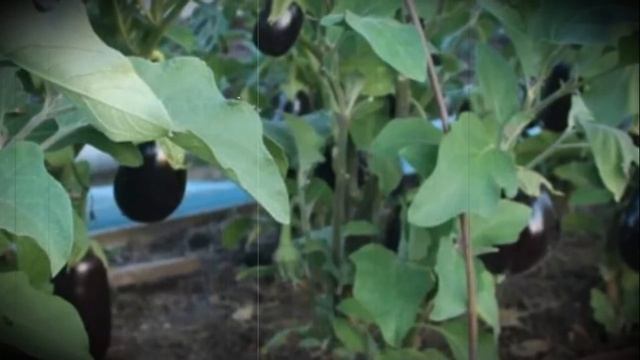 Марципан сорт среднеспелых баклажанов с мягким вкусом смотреть онлайн