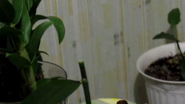 Обрезка цветоносов смотреть онлайн