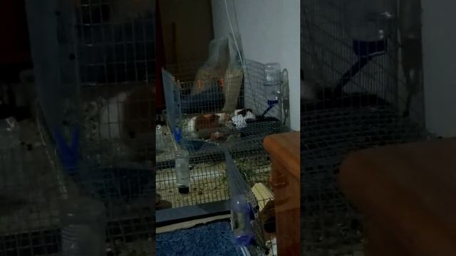 Вот как дерутся морские свинки смотреть онлайн