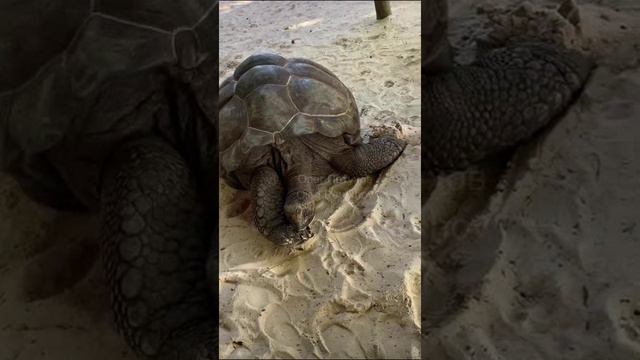 Сейшелы. Seychelles. 塞舌尔。 смотреть онлайн