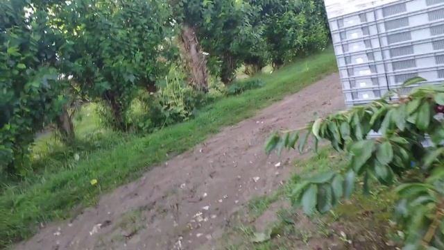 Хочешь острых ощущений приезжай работать в Англию на ферму #РаботавАнглии смотреть онлайн