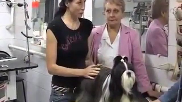 Про породу собак Ши тцу Смешные приколы с собаками1 смотреть онлайн